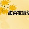 甜菜夜蛾幼虫各龄期图片（甜菜夜蛾）