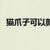 猫爪子可以剪吗剪多少（猫爪子可以剪吗）