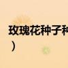 玫瑰花种子种植方法全过程（玫瑰花种子图片）