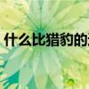 什么比猎豹的速度更快认字拼音（认字拼音）