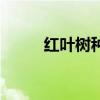 红叶树种植适宜在哪里（红叶树）