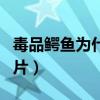 毒品鳄鱼为什么副作用大（鳄鱼毒品烂皮肤图片）
