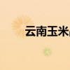 云南玉米品种大全（玉米品种大全）