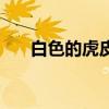 白色的虎皮鹦鹉图片（虎皮鹦鹉图片）