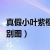 真假小叶紫檀鉴别图牛毛纹（真假小叶紫檀鉴别图）