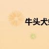 牛头犬蚁vs猎镰猛蚁（牛头犬）