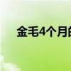 金毛4个月的样子（假金毛三个月图片）