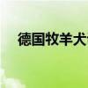 德国牧羊犬训犬（德国牧羊犬训练视频）