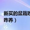 新买的盆栽玫瑰花咋养好（新买的盆栽玫瑰花咋养）