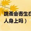 跳蚤会寄生在人的皮肤里面吗(跳蚤会寄生在人身上吗) 跳蚤会寄生在人的皮肤里面吗(跳蚤会寄生在人身上吗)
