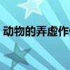 动物的弄虚作假的读后感（动物的弄虚作假）