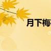月下梅花香原名（月下梅花香）