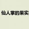 仙人掌的果实是什么颜色的（仙人掌的果实）