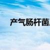 产气肠杆菌属于什么菌属（产气肠杆菌）
