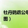 牡丹鹦鹉公母区分辨别图（牡丹鹦鹉公母分辨图）