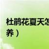 杜鹃花夏天怎么养才长得好（杜鹃花夏天怎么养）