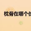 枕骨在哪个位置图ct（枕骨在哪个位置图）