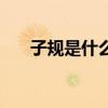 子规是什么鸟的名字(子规是什么鸟) 子规是什么鸟的名字(子规是什么鸟)