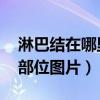 淋巴结在哪里部位图片 图解（淋巴结在哪里部位图片）