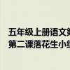五年级上册语文第二课落花生小练笔梅花（五年级上册语文第二课落花生小练笔）