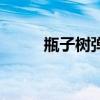 瓶子树弹力素质量咋样（瓶子树）