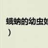 蛾蚋的幼虫如何根除（蛾蚋幼虫怎么杀得彻底）