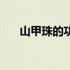 山甲珠的功效与作用及药理（山甲珠）