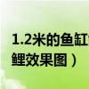 1.2米的鱼缸能养多大的锦鲤（1 2米鱼缸养锦鲤效果图）