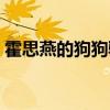 霍思燕的狗狗骆驼是什么品种（霍思燕的狗）