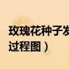 玫瑰花种子发芽是什么样子（玫瑰花种子发芽过程图）