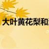 大叶黄花梨和海南黄花梨鉴别（大叶黄花梨）
