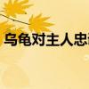 乌龟对主人忠诚吗（乌龟对主人信赖的表现）