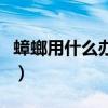 蟑螂用什么办法消灭（蟑螂怎么消灭用什么药）