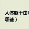 人体躯干由哪些部分组成?（人体躯干肌肉有哪些）