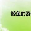 鲸鱼的资料介绍大全（鲸鱼的资料）