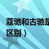 蔻驰和古驰是一个品牌吗（蔻驰和古驰有什么区别）