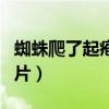 蜘蛛爬了起疱疹的图片（蜘蛛尿引起的水泡图片）