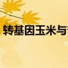 转基因玉米与普通玉米的区别（转基因玉米）
