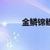 金鳞锦鲤在哪里钓（金鳞卖店鱼）