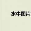 水牛图片大全高清（水牛图片昆虫）