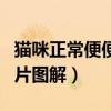 猫咪正常便便图片图解视频（猫咪正常便便图片图解）