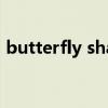 butterfly shadow翻译中文（butterfly s）