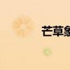 芒草象征寓意是什么（芒草）