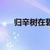 归辛树在碧血剑中什么级别（归辛树）