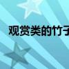观赏类的竹子有哪些（观赏竹的种类图片）