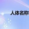 人体名称妙喻咽喉（人体名称妙喻）