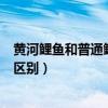 黄河鲤鱼和普通鲤鱼的区别在哪里（黄河鲤鱼和普通鲤鱼的区别）