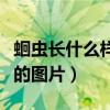 蛔虫长什么样子的图片脸上（蛔虫长什么样子的图片）