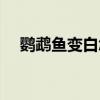 鹦鹉鱼变白怎样快速变红（鹦鹉鱼变白）