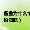 鲨鱼为什么怕海豚海豚三招制敌（鲨鱼为什么怕海豚）